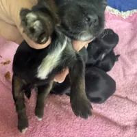 Morkipoo 2, a male Yorkipoo and Maltese for sale in Lake Charles, LA – Photo 10 of 10