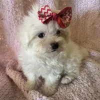 Morkipoo 2, a male Yorkipoo and Maltese for sale in Lake Charles, LA – Photo 1 of 10