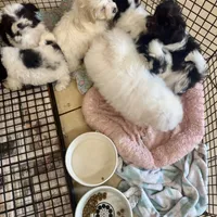 Morkipoo 2, a male Yorkipoo and Maltese for sale in Lake Charles, LA – Photo 7 of 10