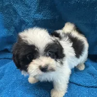 Morkipoo 2, a male Yorkipoo and Maltese for sale in Lake Charles, LA – Photo 3 of 10