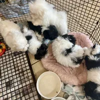Morkipoo 2, a male Yorkipoo and Maltese for sale in Lake Charles, LA – Photo 6 of 10