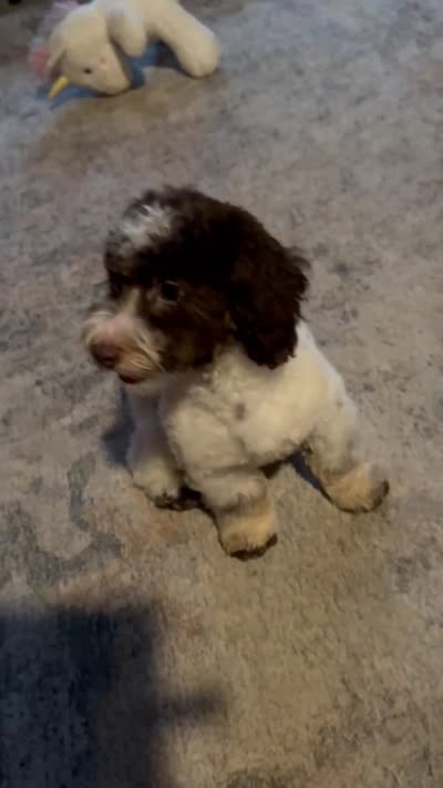 MorkiepooM, a male Poodle - Toy  and Morkie for sale in Lake Charles, LA – 4 of 6