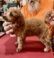 Red M 3, a male Poodle - Miniature  for sale in Lake Charles, LA – 4 of 8