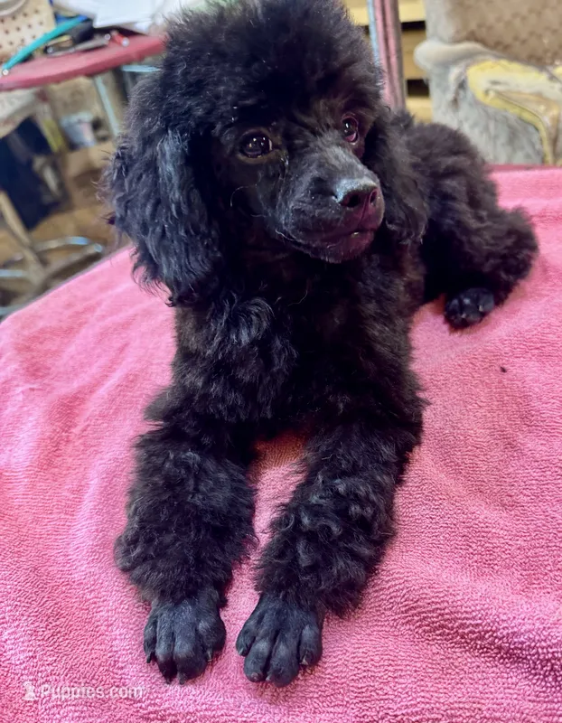 Black Toy – Poodle - Toy  puppy for sale in Lake Charles, LA