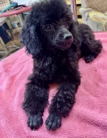Black Toy, a female Poodle - Toy  for sale in Lake Charles, LA – 1 of 5