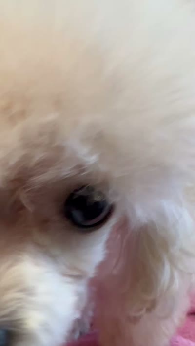 Tcup Toy Poodle , a female Poodle - Toy  for sale in Lake Charles, LA – 3 of 4