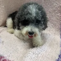 PandaBear1, a female Poodle - Toy  and Morkie for sale in Lake Charles, LA – Photo 7 of 10