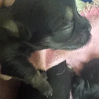 PandaBear1, a female Poodle - Toy  and Morkie for sale in Lake Charles, LA – Photo 8 of 10