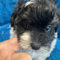 PandaBear1, a female Poodle - Toy  and Morkie for sale in Lake Charles, LA – Photo 9 of 10