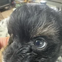 PandaBear1, a female Poodle - Toy  and Morkie for sale in Lake Charles, LA – Photo 3 of 10