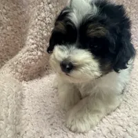 PandaBear1, a female Poodle - Toy  and Morkie for sale in Lake Charles, LA – Photo 1 of 10