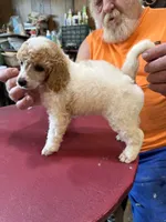 Red/White Parti F 1, a female Poodle - Miniature  for sale in Lake Charles, LA – 5 of 5