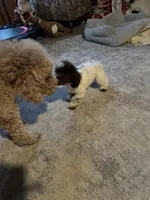 MorkiepooM, a male Poodle - Toy  and Morkie for sale in Lake Charles, LA – 3 of 6