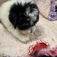 Yorkiepoo, a male Yorkipoo for sale in Lake Charles, LA – Photo 7 of 9