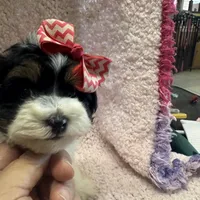 Yorkiepoo, a male Yorkipoo for sale in Lake Charles, LA – Photo 9 of 9