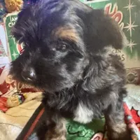Yorkiepoo, a male Yorkipoo for sale in Lake Charles, LA – Photo 4 of 9