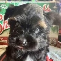 Yorkiepoo, a male Yorkipoo for sale in Lake Charles, LA – Photo 3 of 9