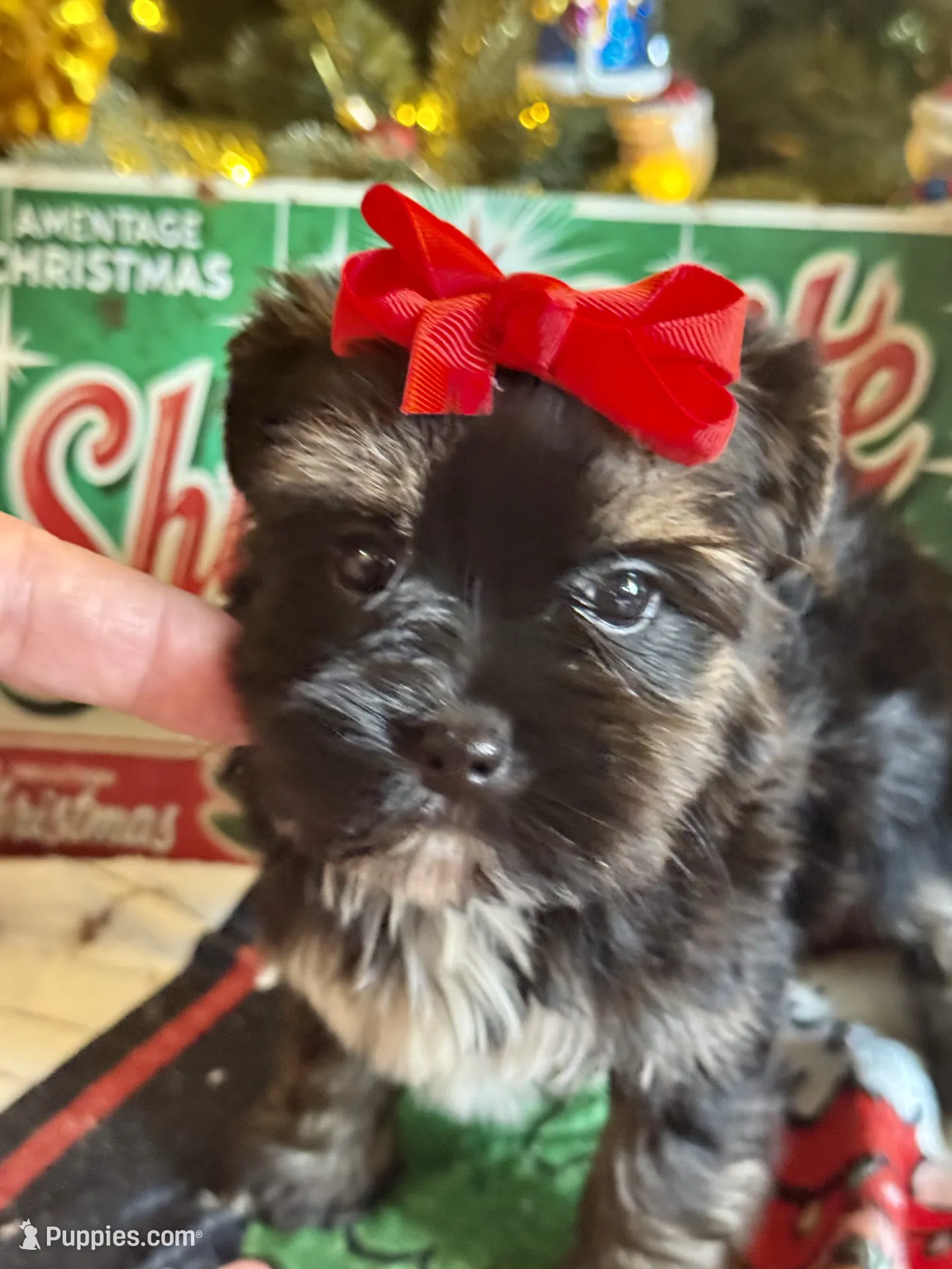Yorkiepoo – Yorkipoo Puppy for Sale in Lake Charles, LA | Puppies.com