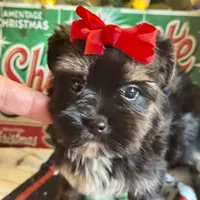 Yorkiepoo, a male Yorkipoo for sale in Lake Charles, LA – Photo 1 of 9