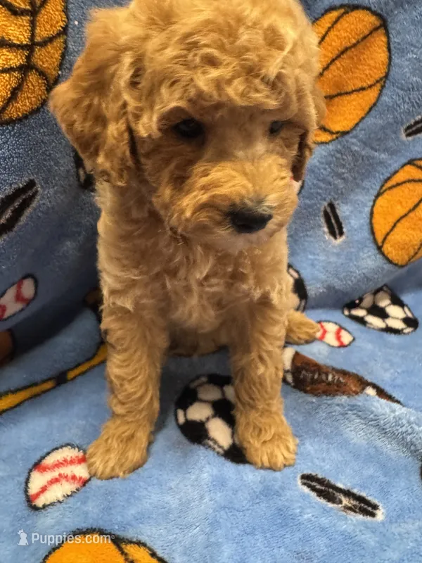 Red M 3 – Poodle - Miniature  puppy for sale in Lake Charles, LA