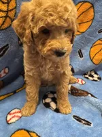 Red M 3, a male Poodle - Miniature  for sale in Lake Charles, LA – 1 of 8