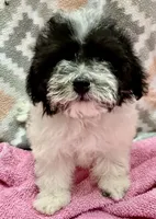 MorkiepooM Panda, a male Poodle - Toy  and Morkie for sale in Lake Charles, LA – 7 of 7