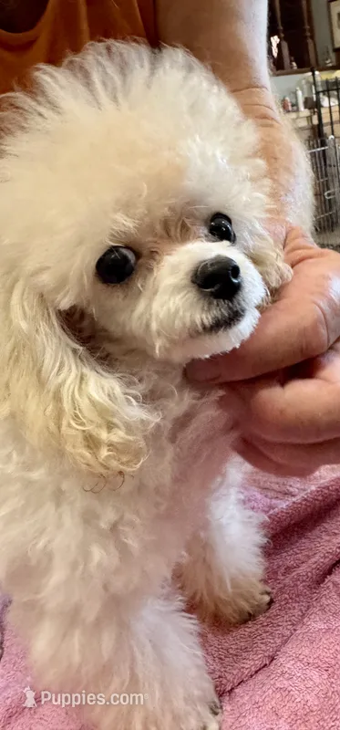 Tcup Toy Poodle  – Poodle - Toy  puppy for sale in Lake Charles, LA