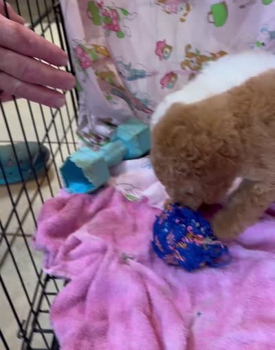 Red M 3, a male Poodle - Miniature  for sale in Lake Charles, LA – 5 of 8