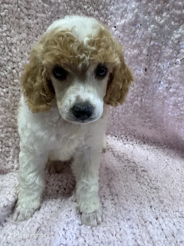 Red/White Parti F 1 – Poodle - Miniature  puppy for sale in Lake Charles, LA