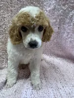 Red/White Parti F 1, a female Poodle - Miniature  for sale in Lake Charles, LA – 3 of 5