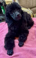 Black Toy, a female Poodle - Toy  for sale in Lake Charles, LA – 2 of 5