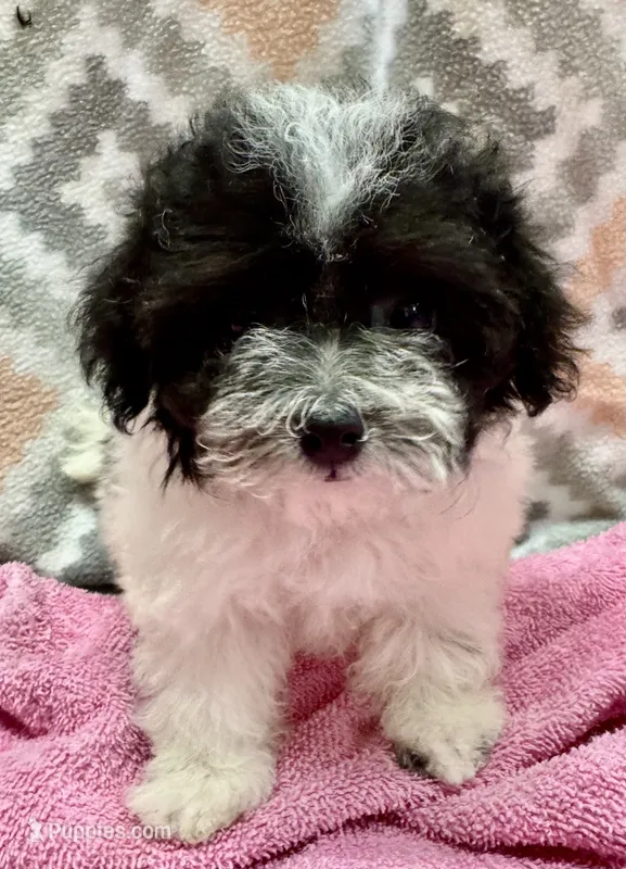 Morkiepoo F  Panda – Poodle - Toy , Morkie puppy for sale in Lake Charles, LA