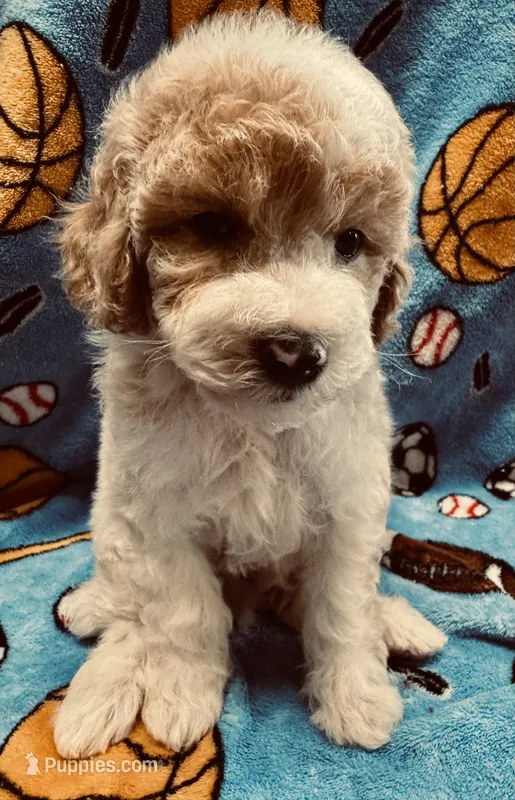 Red/White Tuxedo M – Poodle - Miniature  puppy for sale in Lake Charles, LA