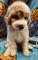 Red/White Tuxedo M, a male Poodle - Miniature  for sale in Lake Charles, LA – 1 of 7