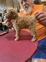 Red w/White Mark Parti M 2, a male Poodle - Miniature  for sale in Lake Charles, LA – 5 of 9
