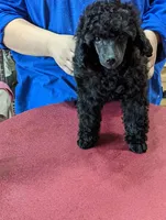 Black female, a female Poodle - Miniature  for sale in Lake Charles, LA – Photo 3 of 6