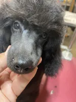 Black female, a female Poodle - Miniature  for sale in Lake Charles, LA – Photo 4 of 6