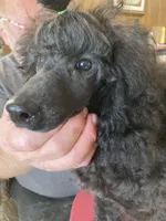 Black female, a female Poodle - Miniature  for sale in Lake Charles, LA – Photo 5 of 6
