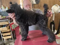 Black female, a female Poodle - Miniature  for sale in Lake Charles, LA – Photo 6 of 6