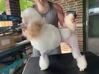 Red M 3, a male Poodle - Miniature  for sale in Lake Charles, LA – 7 of 8