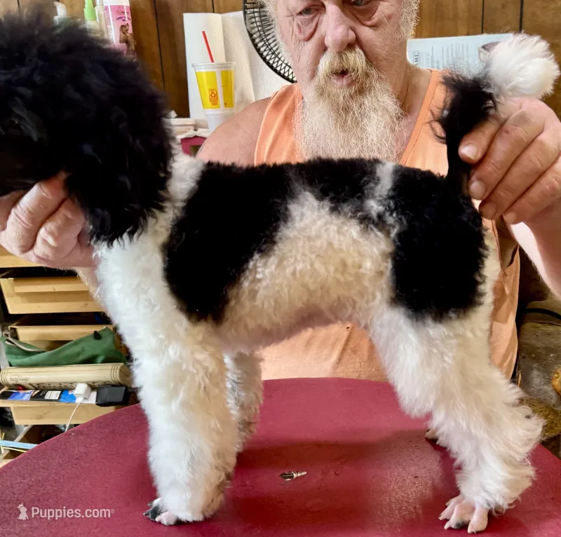Blk/wht Minature Poodle  – Poodle - Miniature  puppy for sale in Lake Charles, LA