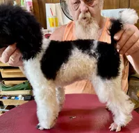 Blk/wht Minature Poodle , a male Poodle - Miniature  for sale in Lake Charles, LA – 1 of 7