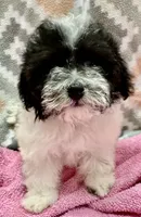 MorkiepooM Panda, a male Poodle - Toy  and Morkie for sale in Lake Charles, LA – 1 of 7