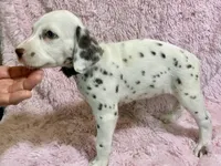 Smthct+liver+F+BAER+5, a female Dalmatian for sale in Lake Charles, LA – Photo 2 of 5