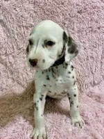Smthct+liver+F+BAER+5, a female Dalmatian for sale in Lake Charles, LA – Photo 1 of 5