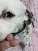 Smthct+liver+F+BAER+5, a female Dalmatian for sale in Lake Charles, LA – Photo 3 of 5