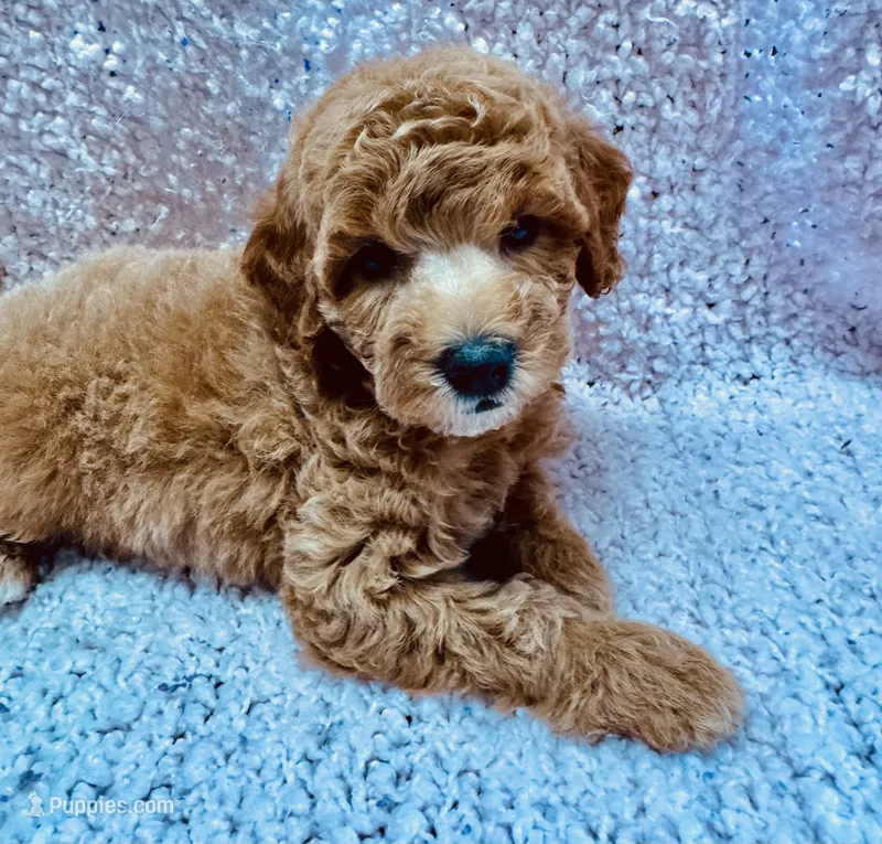  Apricot with white marks. F 2 – Poodle - Miniature  puppy for sale in Lake Charles, LA