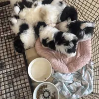 PandaBear3, a female Maltipoo and Yorkshire Terrier for sale in Lake Charles, LA – Photo 9 of 10