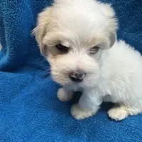 PandaBear3, a female Maltipoo and Yorkshire Terrier for sale in Lake Charles, LA – Photo 2 of 10