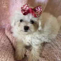 PandaBear3, a female Maltipoo and Yorkshire Terrier for sale in Lake Charles, LA – Photo 1 of 10